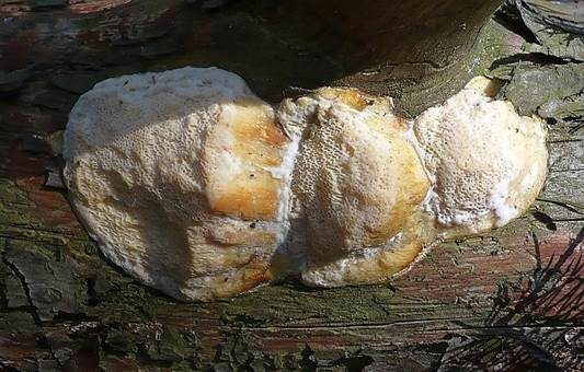 Gilbende Kiefern Tramete, Foto 2