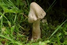 Gilbender Erdritterling, Foto 30
