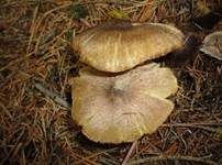 Gilbender Erdritterling, Foto 10
