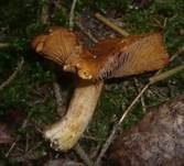 Gilbender Raukopf, Foto 6