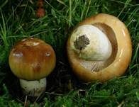 Gilbender Stinktäubling, Foto 10