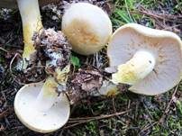Gilbender Weißritterling, Foto 9