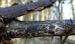 Giraffenholz, Foto 11