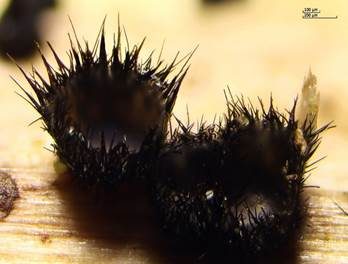 Behaartes Scheinbecherchen, Foto 5