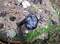 Glänzender Lackporling, Foto 49