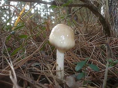 Glänzender Schleimschirmling, Foto 2