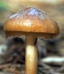 Glänzender Schleimschirmling, Foto 14