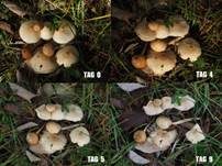Glänzender Schleimschirmling, Foto 17