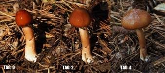Glänzender Schleimschirmling, Foto 18