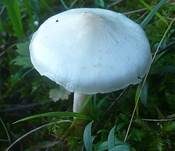 Glänzender Schleimschirmling, Foto 22