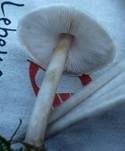 Glänzender Schleimschirmling, Foto 23