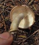 Glänzender Schleimschirmling, Foto 7