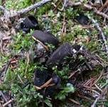 Glänzender Schwarzborstling, Foto 12