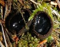 Glänzender Schwarzborstling, Foto 19