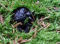 Glänzender Schwarzborstling, Foto 20