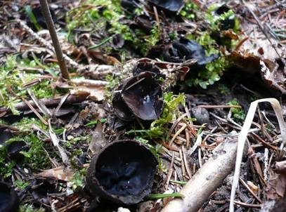 Glänzender Schwarzborstling, Foto 4