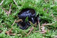 Glänzender Schwarzborstling, Foto 22