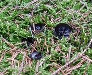 Glänzender Schwarzborstling, Foto 23