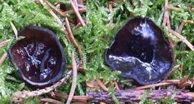 Glänzender Schwarzborstling, Foto 8