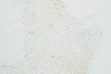 Glänzender Tintling, Foto 20