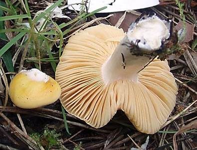 Glänzendgelber Dotter-Täubling, Foto 2