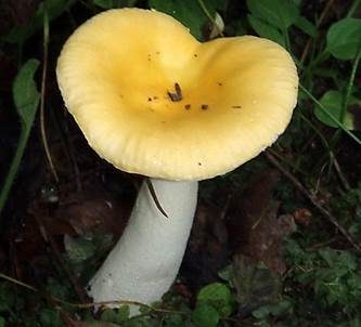 Glänzendgelber Dotter-Täubling, Foto 3