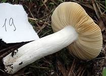 Glänzendgelber Dotter-Täubling, Foto 12