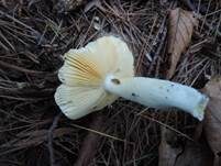 Glänzendgelber Dotter-Täubling, Foto 14