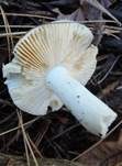 Glänzendgelber Dotter-Täubling, Foto 15