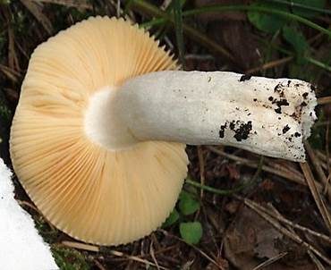 Glänzendgelber Dotter-Täubling, Foto 4