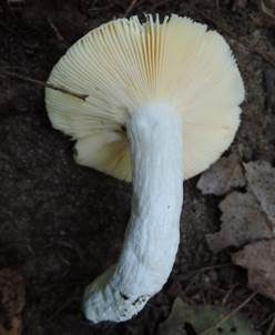 Glänzendgelber Dotter-Täubling, Foto 5