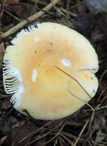 Glänzendgelber Dotter-Täubling, Foto 6