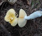 Glänzendgelber Dotter-Täubling, Foto 7