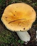 Glänzendgelber Dotter-Täubling, Foto 8