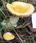 Glänzendgelber Dotter-Täubling, Foto 11