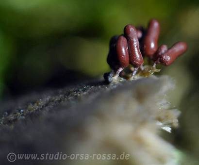 Glänzendroter Kelchstäubling, Foto 3