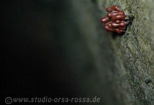 Glänzendroter Kelchstäubling, Foto 4