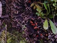 Glatte Blattflechte, Foto 7