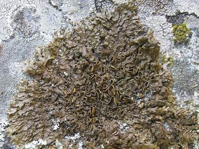 Glatte Braunblattflechte, Foto 2