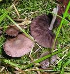 Behangener Faserling, Foto 24