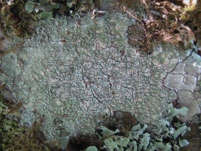 Glatte Porenflechte, Foto 3