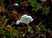 Glatter Becherschichtpilz, Foto 8