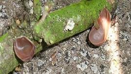 Glatter Ohrlappenpilz, Foto 13