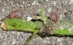 Glatter Ohrlappenpilz, Foto 41