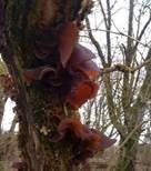 Glatter Ohrlappenpilz, Foto 77