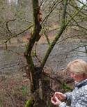 Glatter Ohrlappenpilz, Foto 80