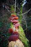 Glatter Ohrlappenpilz, Foto 101