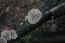 Glattes Stummelfüßchen, Foto 6