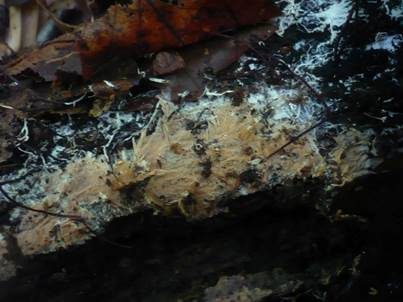Glattsporiger Rindenpilz, Foto 2