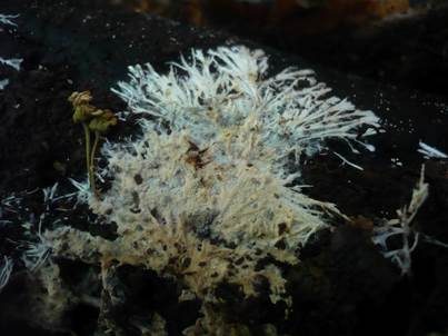 Glattsporiger Rindenpilz, Foto 3